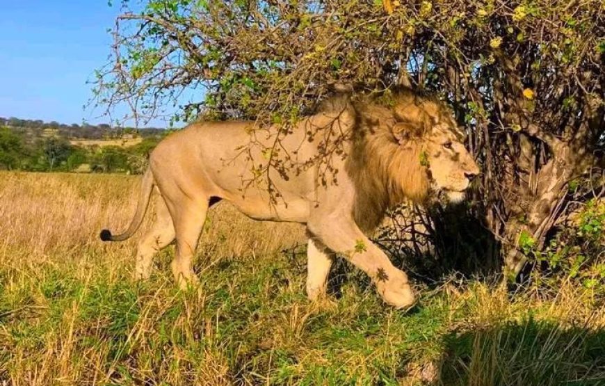 Nyerere National Park