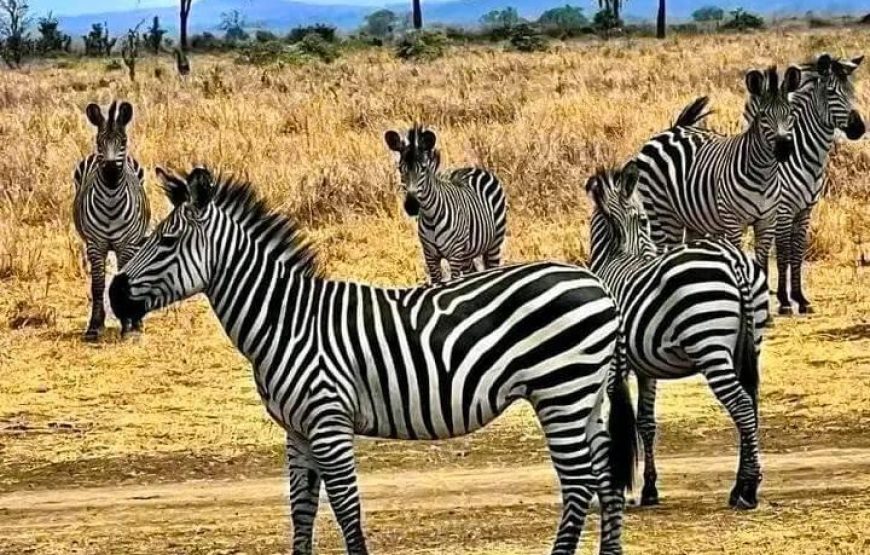 Nyerere National Park