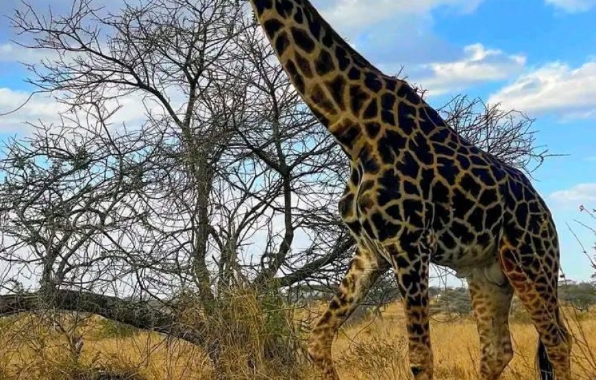 Nyerere National Park