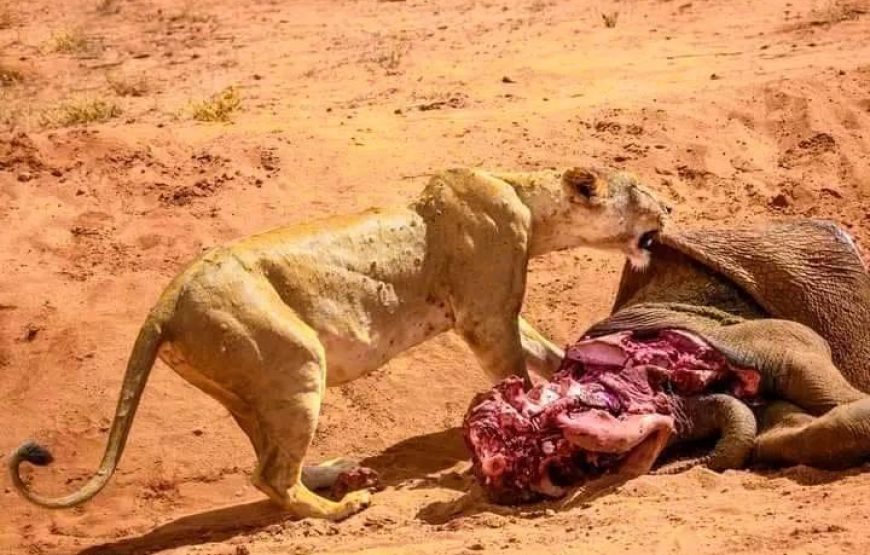 Nyerere National Park